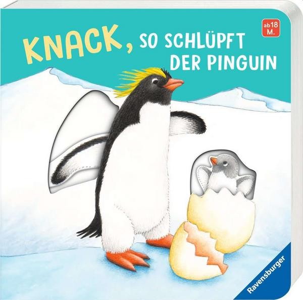 Knack, so schlüpft der Pinguin